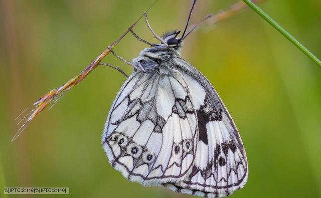 Marbled white butterfly hanging to flower 