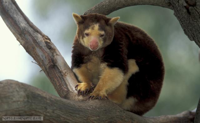 Matschie's tree-kangaroo in the branches of a tree