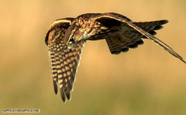 A male merlin amongst purple heather