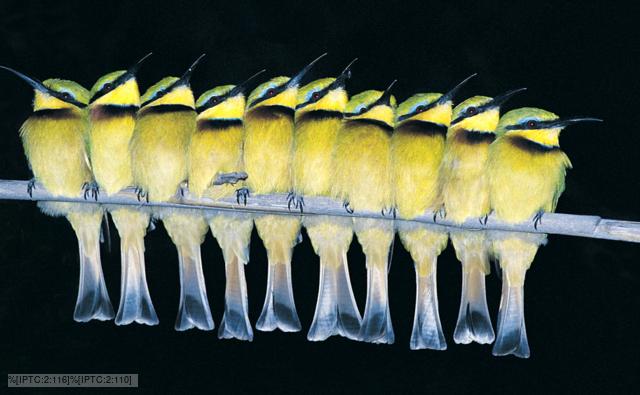 Ten bee-eaters lined up on a branch