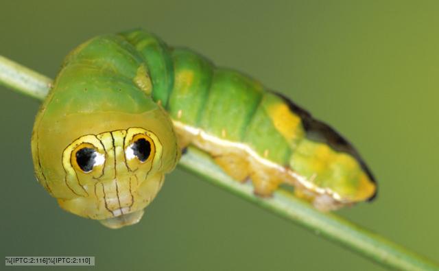 caterpillar mimicry