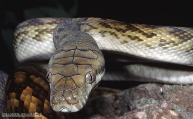 Close-up of an amethystine python