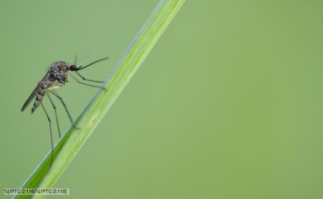 Mosquito on a blade of grass