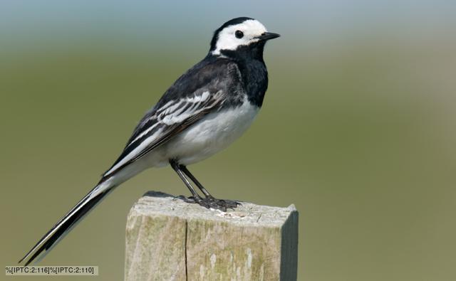 Pied wagtail perched on fence post