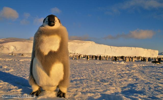 Emperor penguin juvenile in moulting stage