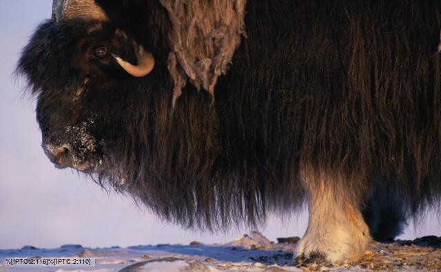 Musk ox portrait showing head and fur
