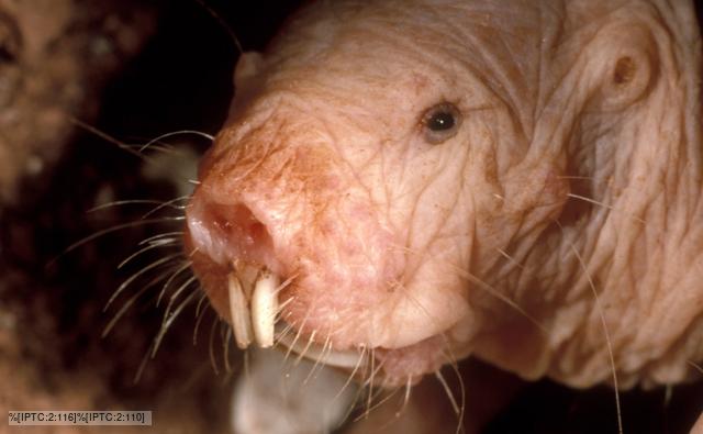 naked_mole_rat_1.jpg