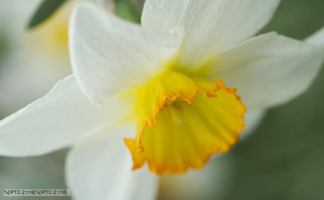BBC Nature  Daffodil videos, news and facts