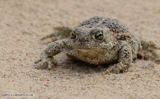 Toad Facts