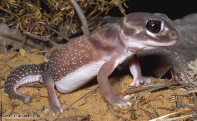 A female knob-tailed gecko on sandy ground
