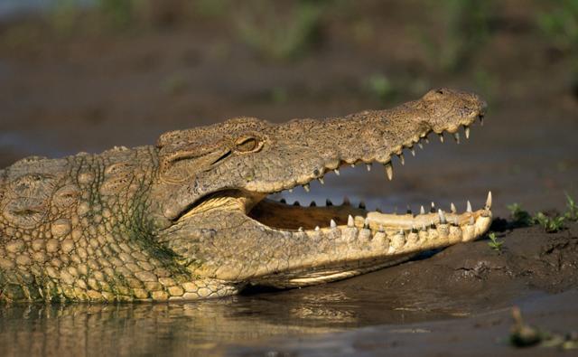 crocodiles in water