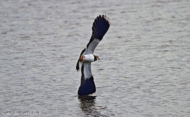 A northern lapwing stood on one leg