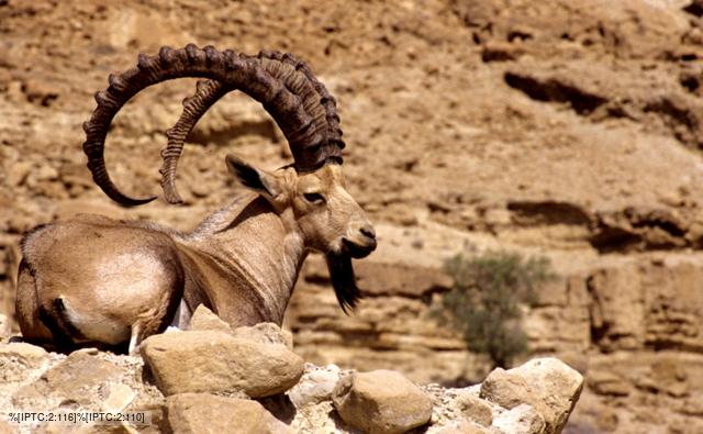 nubian_ibex_1.jpg