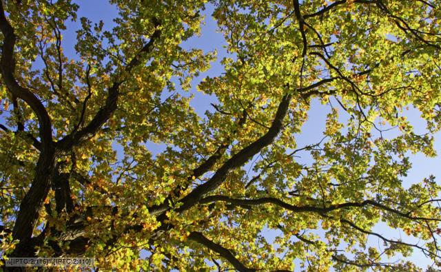 British Oak Trees