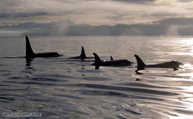 Delphinidae Dolphins