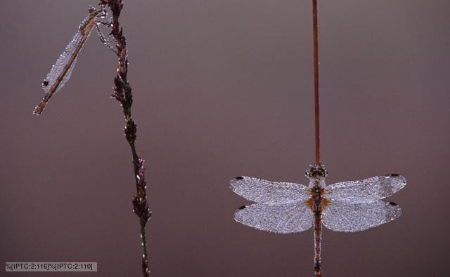 A dragonfly and a damselfly resting on reed stems