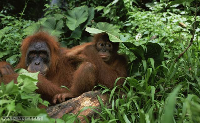 Female Sumatran orangutan and young in the undergrowth