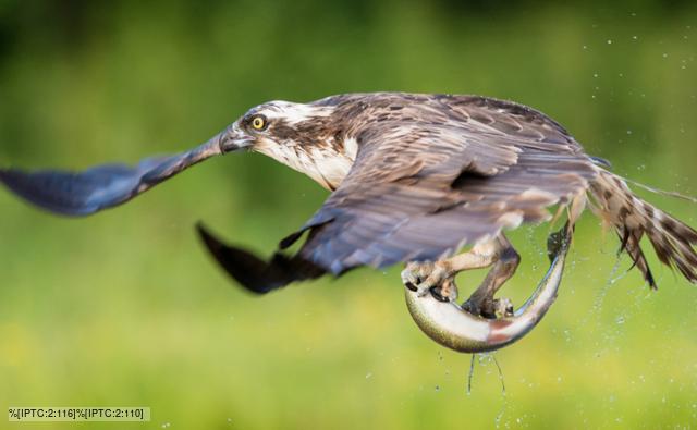 Osprey in flight