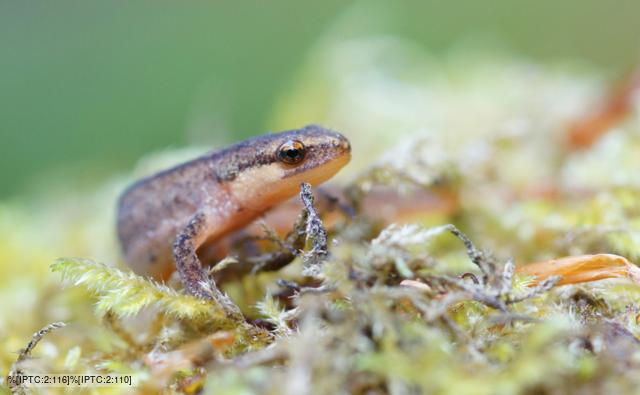 Palmate newt crawling over a branch