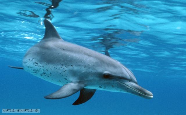 Pacific Spotted Dolphin