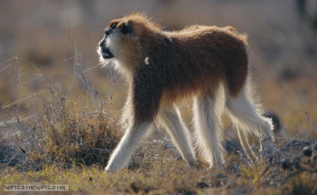 Patas monkey walking