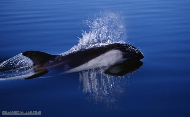 Peale's dolphin at the surface of water