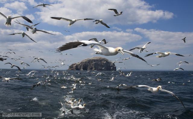 Gannets in flight, following a fishing boat to look for fish