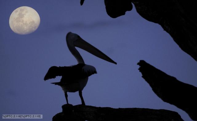 Silhouette of an Australian pelican