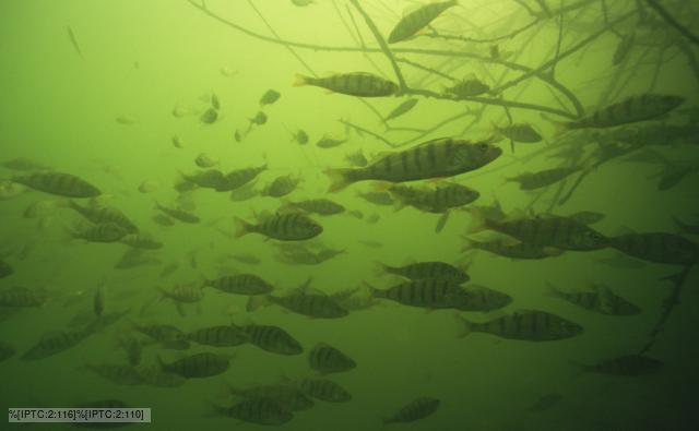 A shoal of perch in murky water