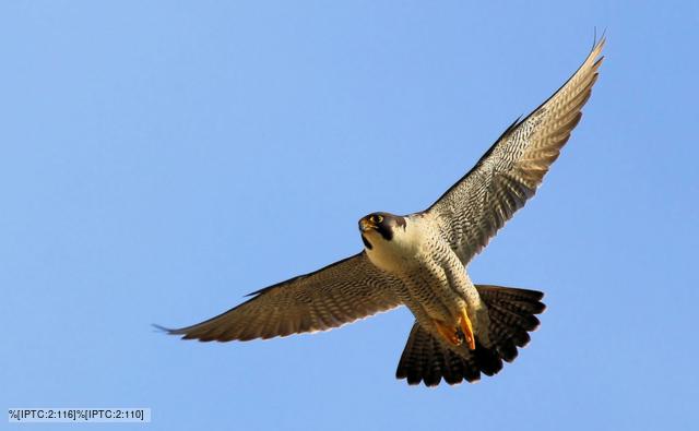 Merlin Falcon Flying