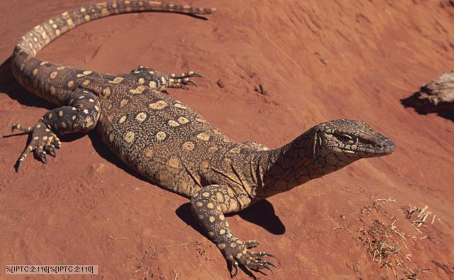 desert monitor lizard