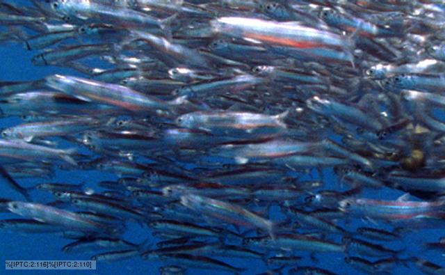 A shoal of Peruvian anchoveta