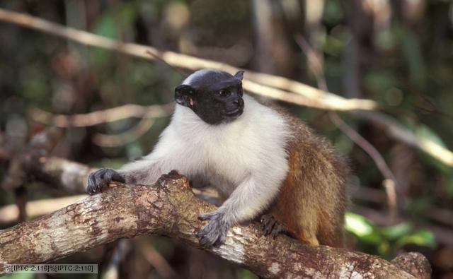 Pied tamarin clinging to tree branch