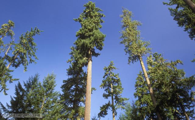 Looking up at old growth Douglas fir trees
