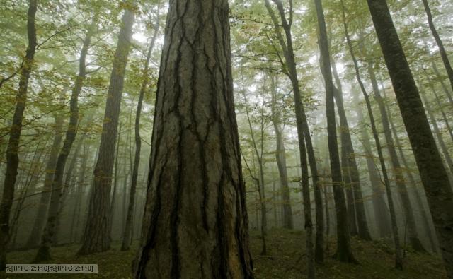 Black pines and beech trees in the mist
