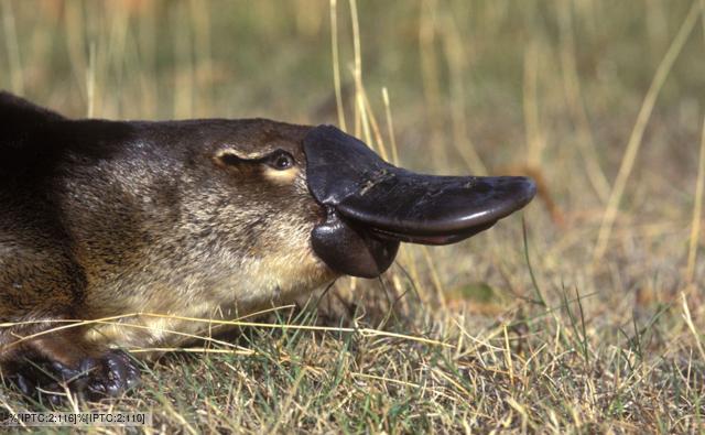 adult platypus size