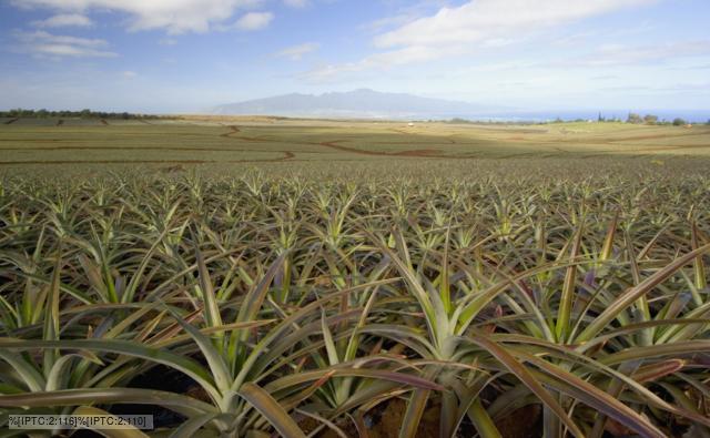 A field of pineapple plants