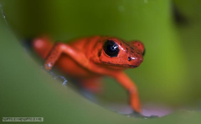 Strawberry poison-dart frog sitting on leaf