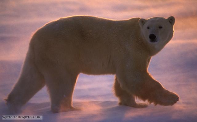 amazon bear with long legs