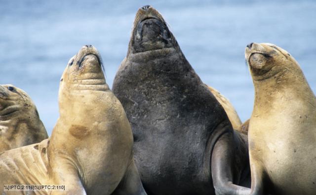 A male South American sealion with three females looking upwards