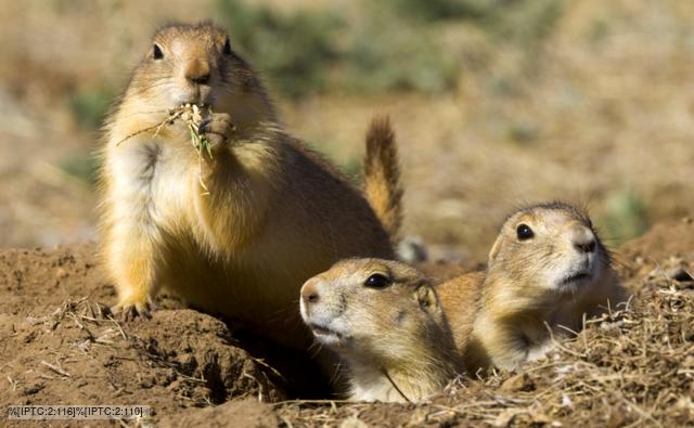 prairies dogs