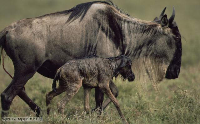 Wildebeest walking with a newborn calf