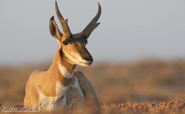 African Pronghorn