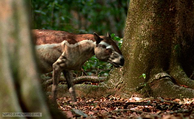 The prehistoric horse Propalaeotherium walking through a forest