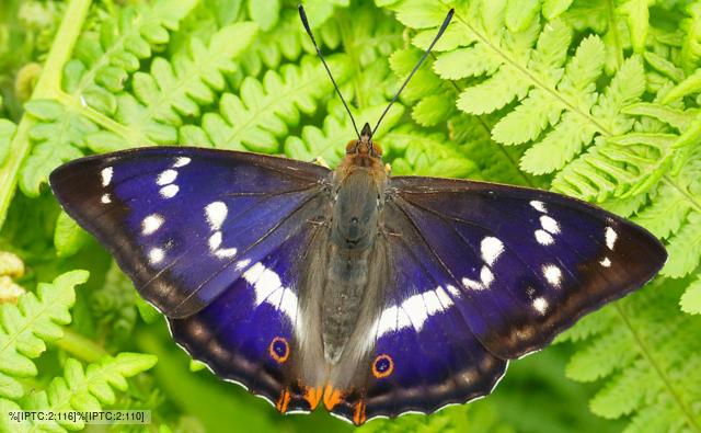 Picture of a Purple Emperor , Purple Emperor s pictures, Purple Emperor s images, Pictures of Purple Emperor 