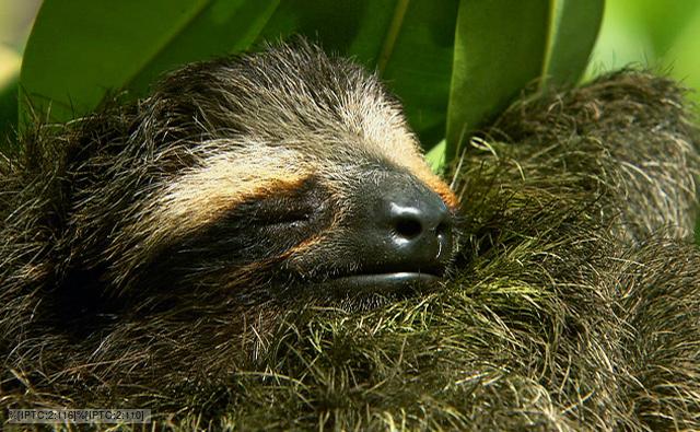 Baby Pygmy Sloth