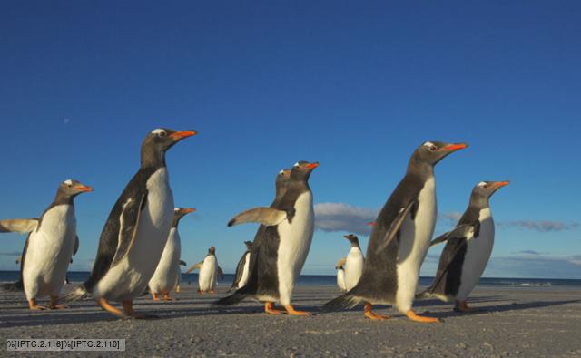 Gentoo penguins walking along a beach