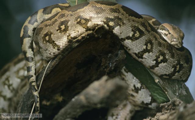 Indian Rock Python