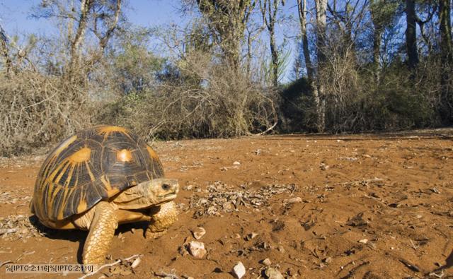 Radiated tortoise from Madagascar, Africa