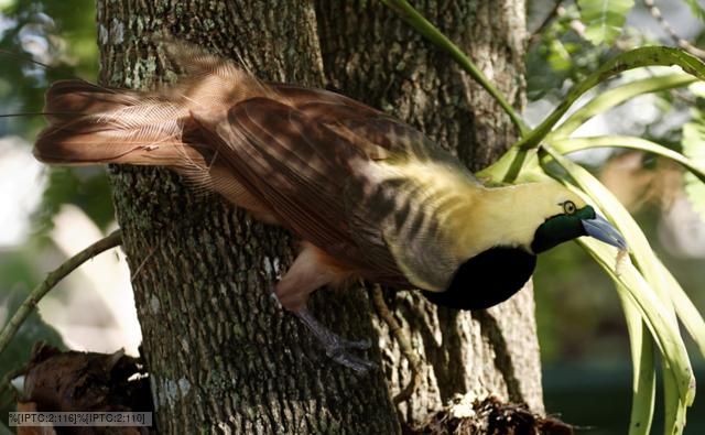Raggiana bird of paradise in a tree